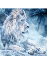Maglietta uomo con leone con la neve.