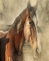 PER GLI AMANTI DEL CAVALLO...