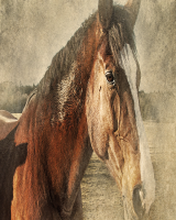 PER GLI AMANTI DEL CAVALLO...