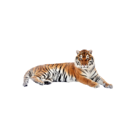 CUSCINO CON TIGRE