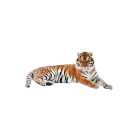 CUSCINO CON TIGRE