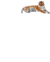 MAGLIETTA CON TIGRE