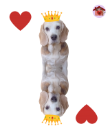 Regina di cuori Carlotta