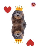 Re di cuori Pepe