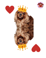 Re di cuori Franz