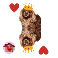Calamita Re di cuori Franz