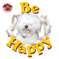 Calamita Be Happy Flash