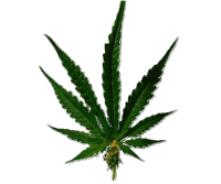 Zaino Weed