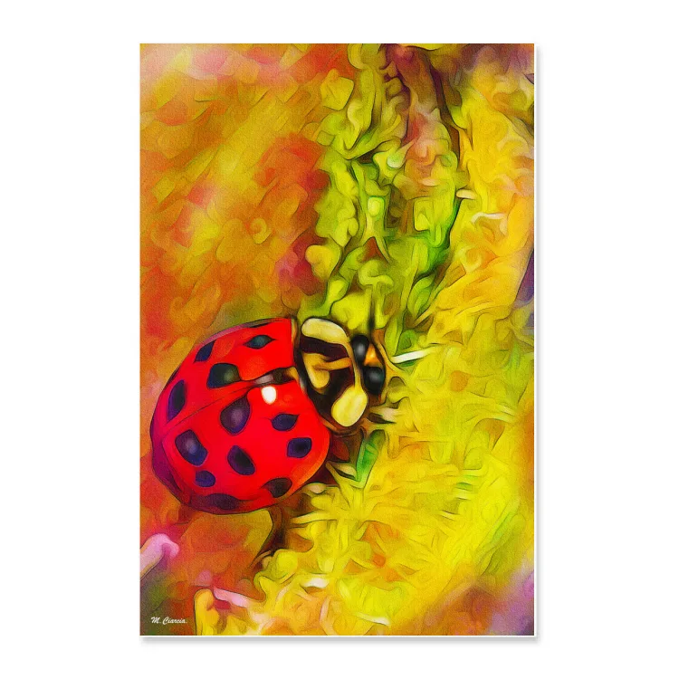 Coccinella - poster su carta fotografica