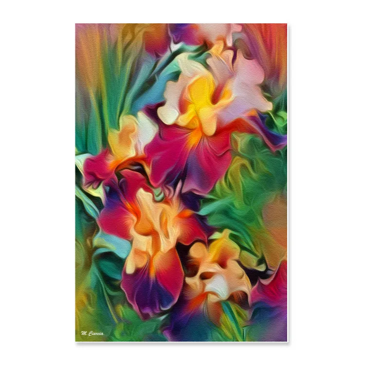 Iris in fiore