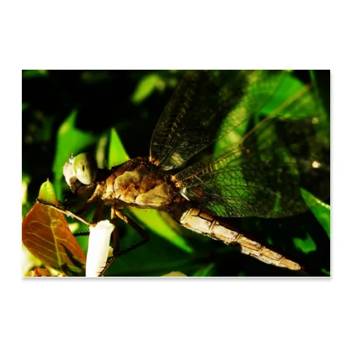 Poster 45x30