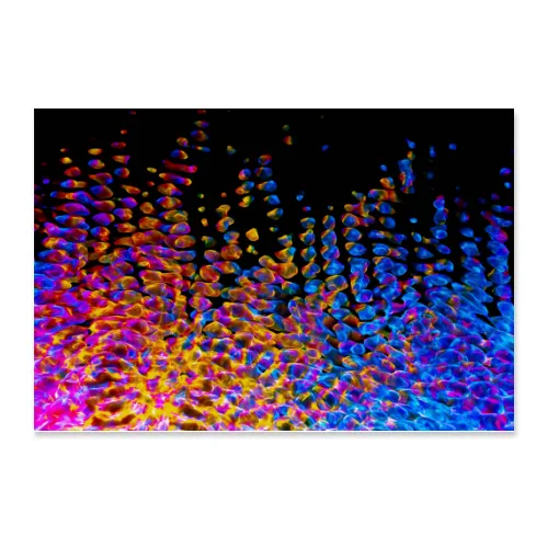 Poster 45x30