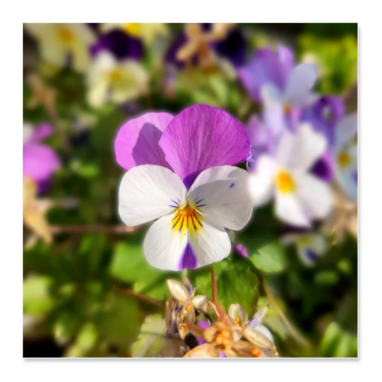 Poster Quadrato flower