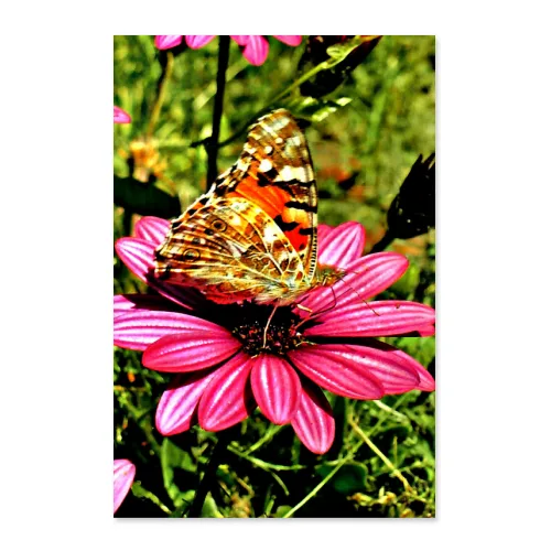 Poster 50x75