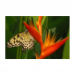 Canvas 30x20 29.90 &euro;