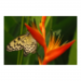 Canvas 45x30 31.25 &euro;