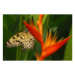 Canvas 60x40 62.50 &euro;