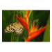 Canvas 90x60 87.50 &euro;