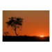 Canvas 45x30 31.25 &euro;