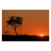Canvas 60x40 62.50 &euro;