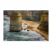 Poster 45x30 12.50 &euro;