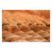 Canvas 60x40 62.50 &euro;