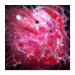 Poster 30x30 12.00 &euro;
