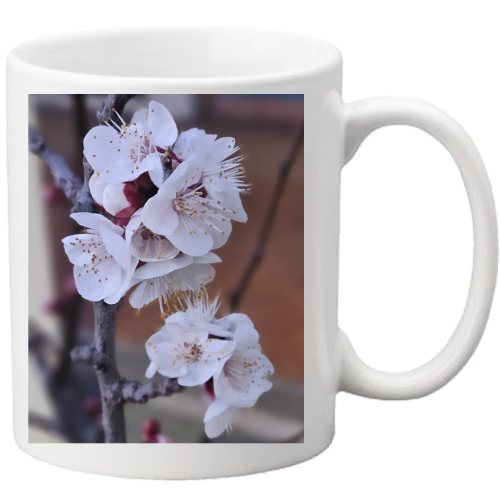 Tazza