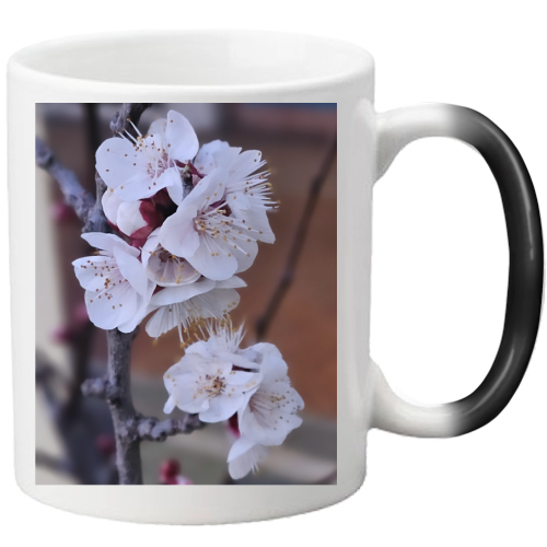 Tazza Magica