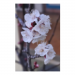 Canvas 30x45 31.25 &euro;
