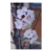 Canvas 60x90 87.50 &euro;