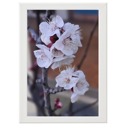 Poster con Cornice 40x60