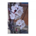 Poster 60x90 30.00 &euro;