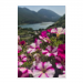 Poster 60x90 30.00 &euro;