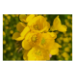 Canvas 60x40 62.50 &euro;
