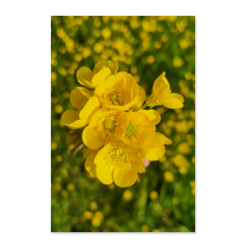 Poster 50x75
