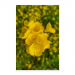 Poster 50x75 20.00 &euro;