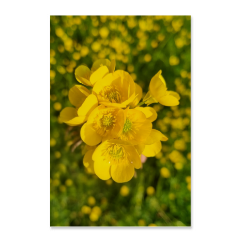 Poster 60x90