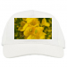 Baseball Caps 19.90 &euro;