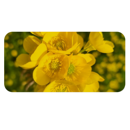 Mousepad XL