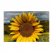 Canvas 30x20 29.90 &euro;