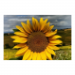 Canvas 45x30 31.25 &euro;