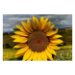 Canvas 60x40 62.50 &euro;