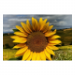 Canvas 90x60 87.50 &euro;
