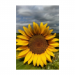 Canvas 20x30 29.90 &euro;
