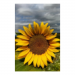 Canvas 30x45 31.25 &euro;