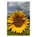 Canvas 40x60 62.50 &euro;