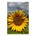 Canvas 60x90 87.50 &euro;