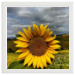 40x40 Framed Poster 99.75 &euro;