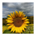 Poster 50x50 20.00 &euro;